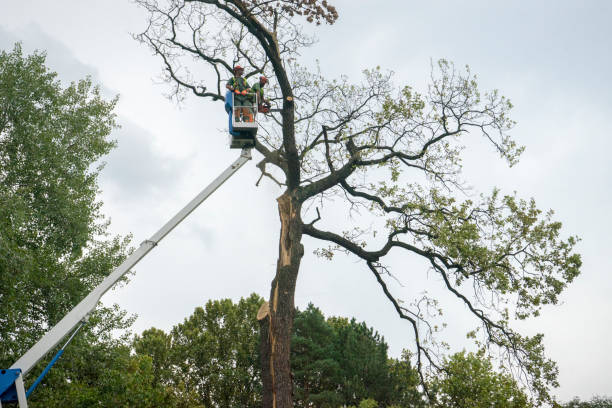 Tree and Shrub Care in Ukiah, CA